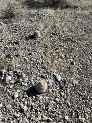 Escobaria chlorantha