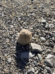 Escobaria chlorantha