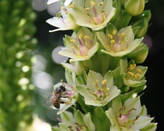 Eucomis
