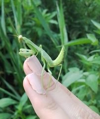 Stagmatoptera hyaloptera