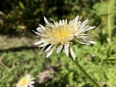 Taraxacum albidum
