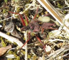Rhynocoris erythropus