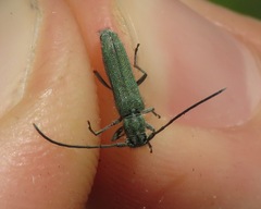 Phytoecia caerulescens