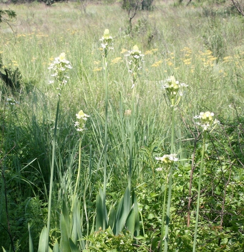 Ornithogalum saundersiae, photograph 4