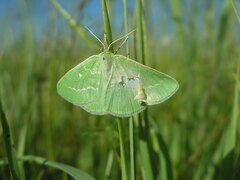 Thetidia smaragdaria