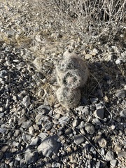 Escobaria chlorantha