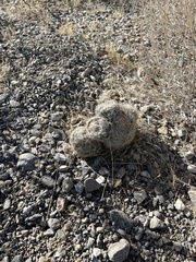 Escobaria chlorantha