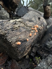 Lycogala epidendrum