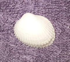 Lunarca ovalis