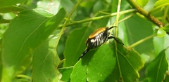 Popillia bipunctata