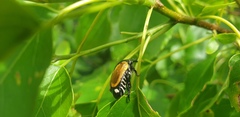 Popillia bipunctata