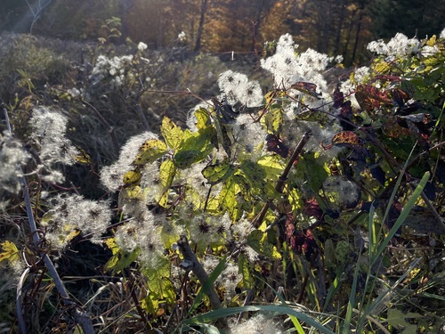 Clematis virginiana