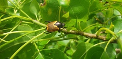 Popillia bipunctata