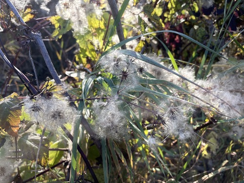 Clematis virginiana