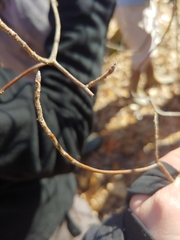 Rhododendron prinophyllum
