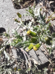 Senecio vulgaris