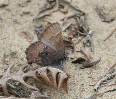 Callophrys augustinus