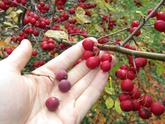 Cotoneaster multiflorus