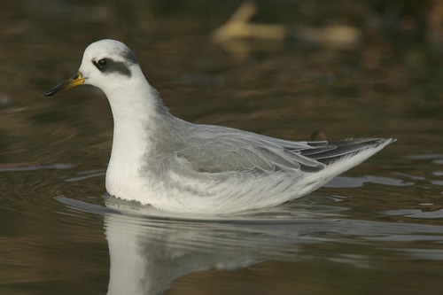 Red Phalarope