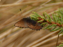 Callophrys augustinus