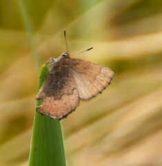 Callophrys augustinus