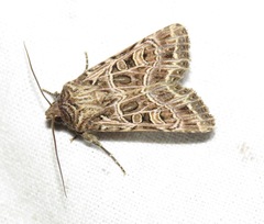 Sideridis reticulata