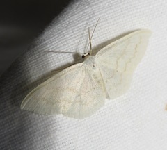 Scopula floslactata
