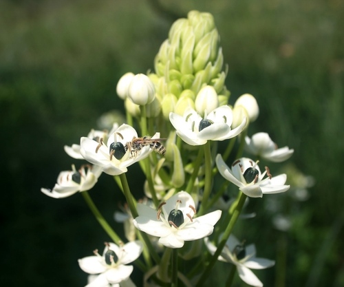 Ornithogalum saundersiae, photograph 3