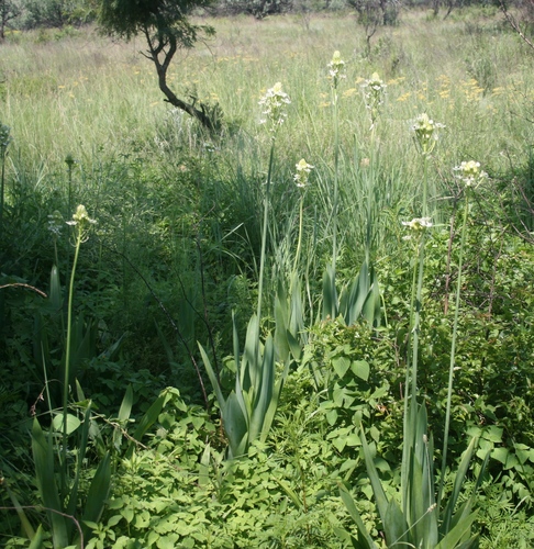 Ornithogalum saundersiae, photograph 2