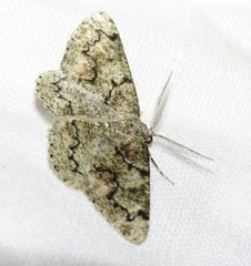 Peribatodes ilicaria