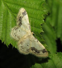 Idaea trigeminata