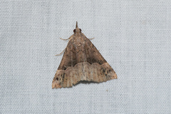 Hypena laceratalis