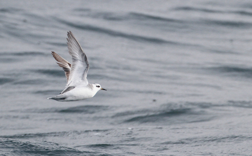 Red Phalarope