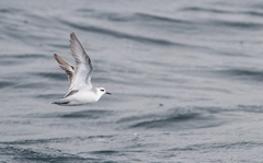 Red Phalarope photo 6