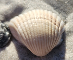 Anadara brasiliana