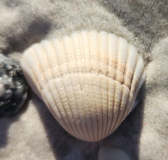 Anadara brasiliana