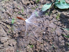 Urceola rosea