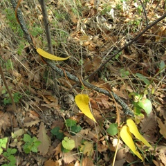 Vincetoxicum hirundinaria hirundinaria