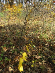 Vincetoxicum hirundinaria hirundinaria