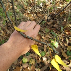 Vincetoxicum hirundinaria hirundinaria