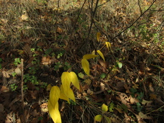 Vincetoxicum hirundinaria hirundinaria