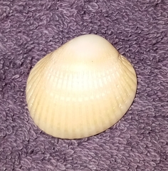 Lunarca ovalis