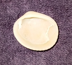 Lunarca ovalis