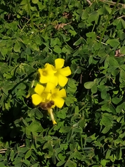Oxalis pes-caprae