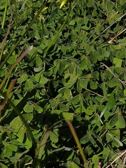 Oxalis pes-caprae