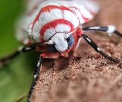 Cyana perornata