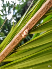 Cyana perornata