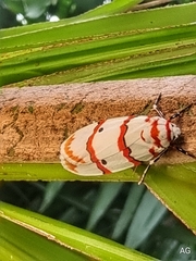 Cyana perornata