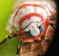 Cyana perornata