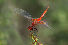 Erythrodiplax corallina